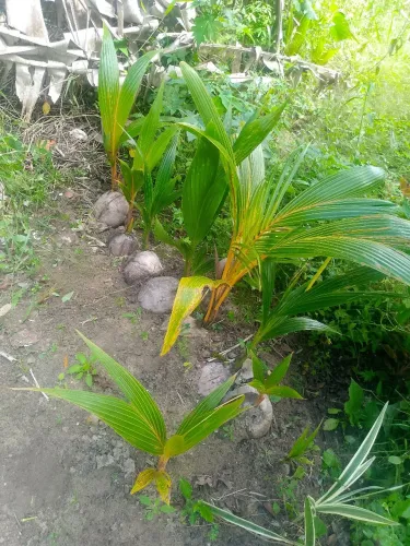 Muda de pés de coco anão verde e amarelo