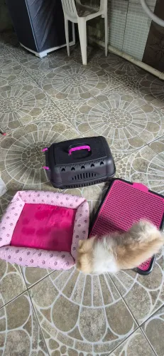 Kit Pet