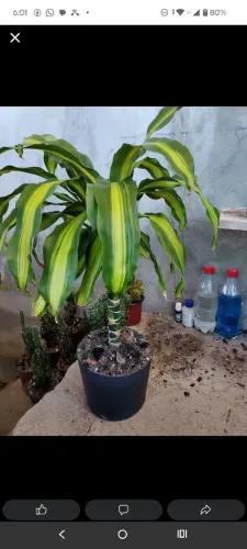 Planta