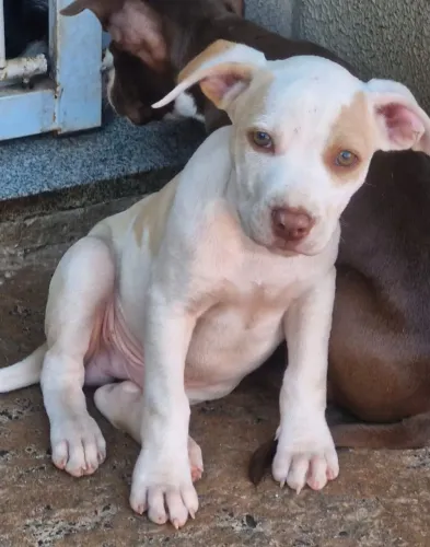 Pitbull red nose