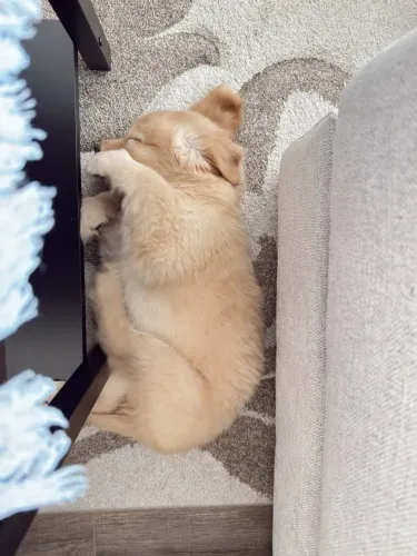 Golden Retriever 