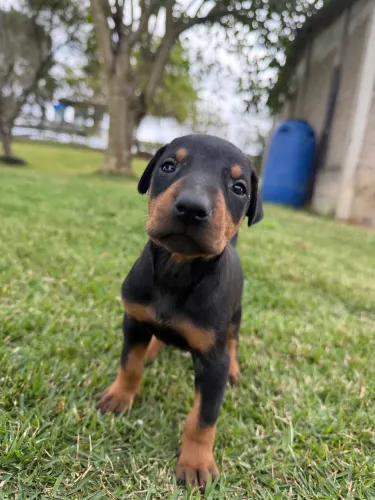Filhotes de Doberman