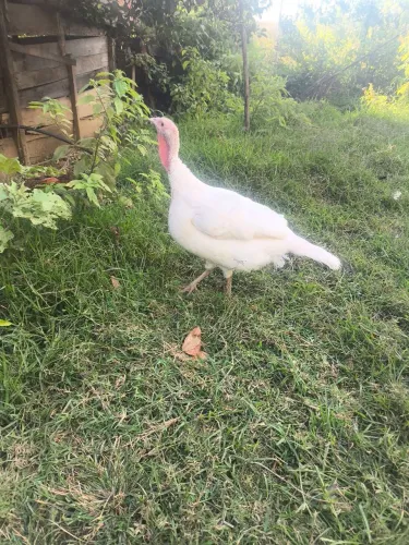 Vendo peruas