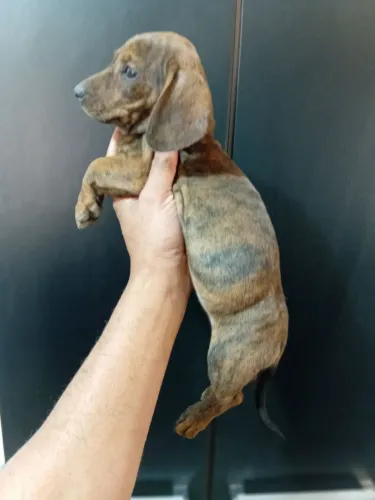 Teckel Salsichinha mofadinhos
