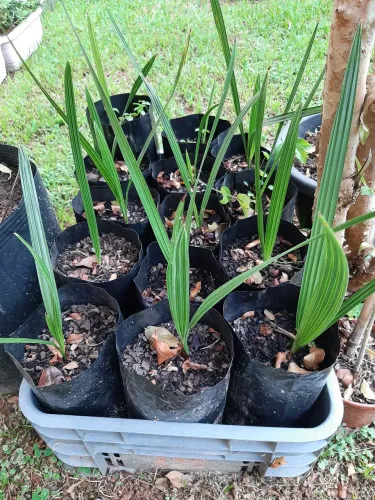 Mudas de Tamaras Jumbo