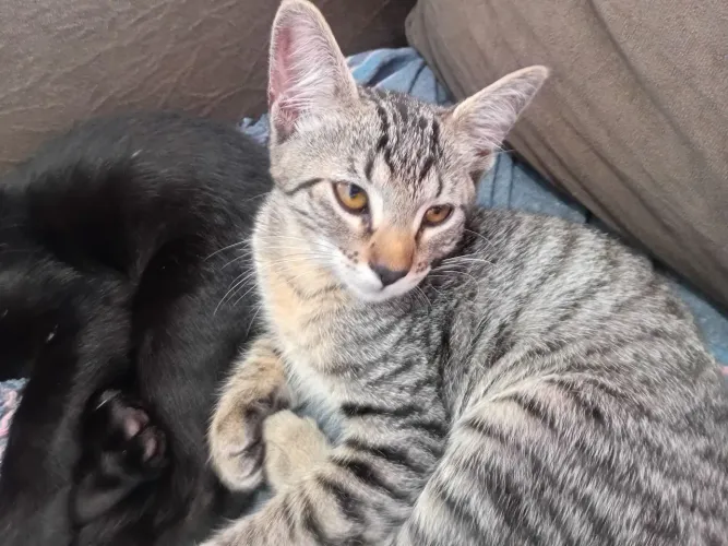 Doação de gatos