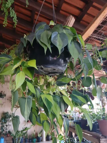 Zamioculca tamanho médio