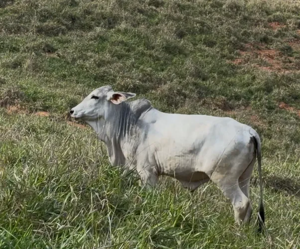 Tourinhos Tabapua 