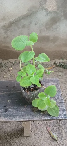 Ortelao graúdo