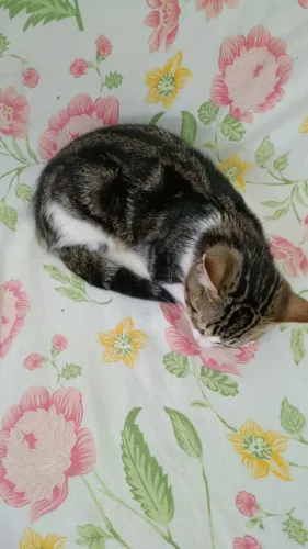 Gatos filhotes doação 