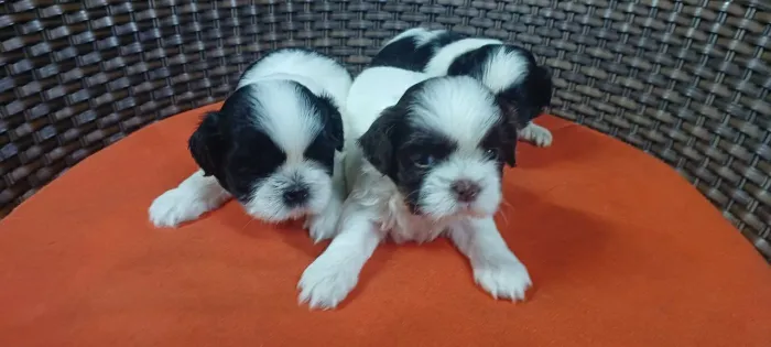 Filhotinhos de shihtzu dentro dos padroes