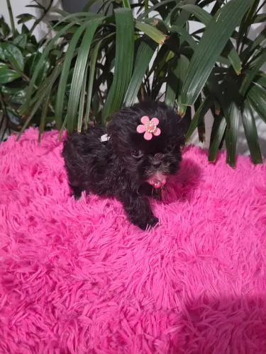VD filhotes de Shittuz fêmeas lindas cm vacina 