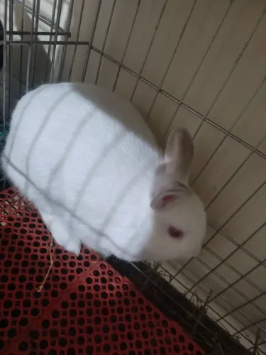 Mini Coelha