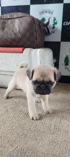 Filhote de Pug fêmea
