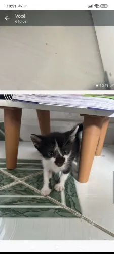Lindos gatinhos para adoção 