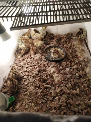 Codornas gigantes filhotes e de japônica também 