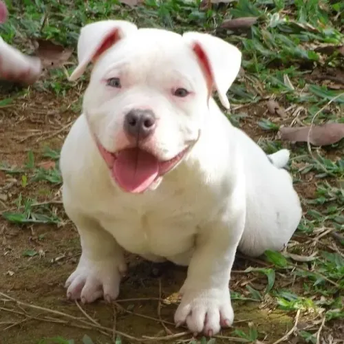 American Bully - Companhia Que Nunca Falha