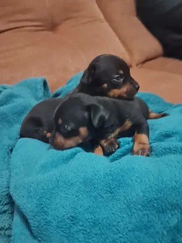 Filhotes de Pinscher zero