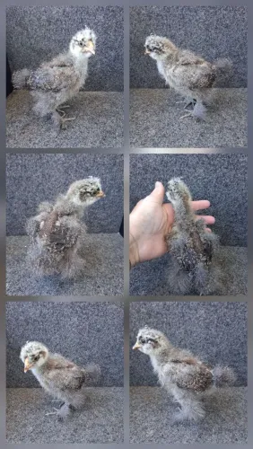 Galinha Sedosa do Japão