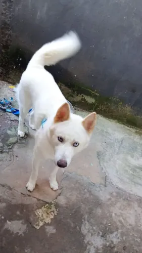 Cachorro husky siberiano