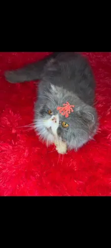 Vendo gato persa
