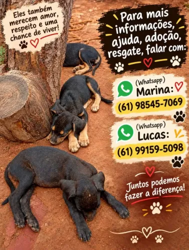 Cachorros para doação