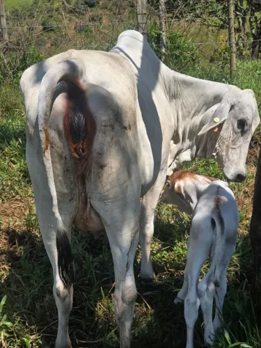 Vaca tabapuã