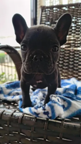 Bulldog Francês