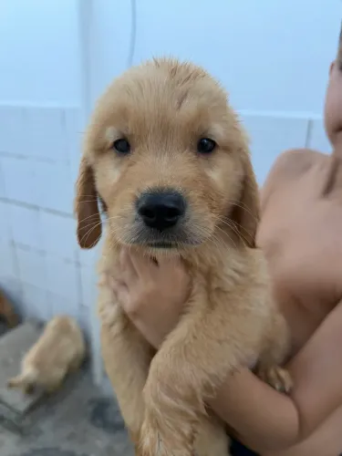 Golden retriever