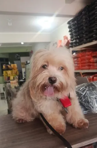 Shitzu para cruza ou venda