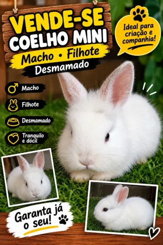 Coelho mini