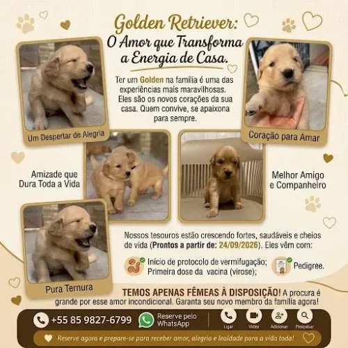 Filhotes de Golden Retriever puro-sangue.