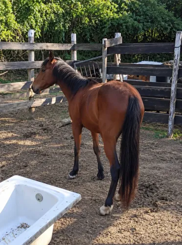 Cavalo