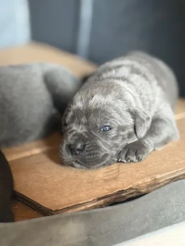 NINHADA DISPONÍVEL DE CANE CORSO