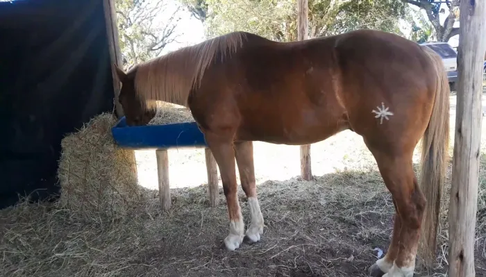 Cavalo ? quarto de milha