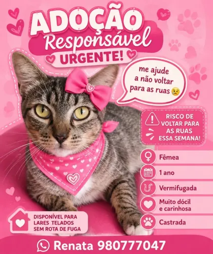 Gata para adoção 