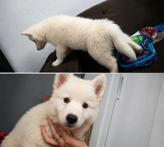 Filhotes Husky Siberiano