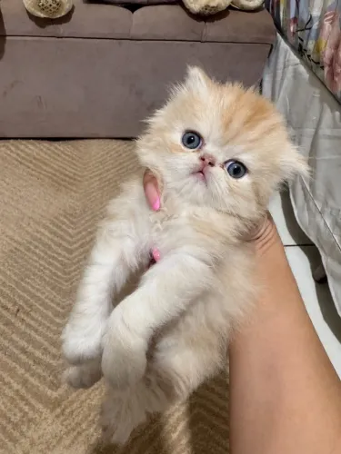 Gato persa 