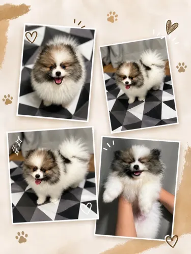 Spitz Alemão Anão (Lulu da Pomerânia) Macho