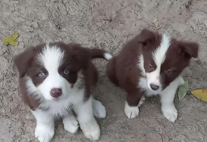 Seu Novo Melhor Amigo Está Aqui! Border Collie com V10 Importada