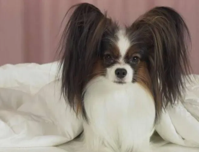 Filhote de Papillon disponível fêmea e macho