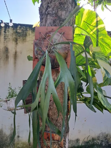 Planta chifre de veado