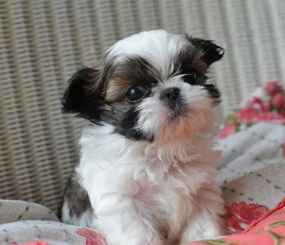 Shih Tzu fofinho