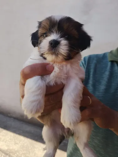Cachorro Shitzu