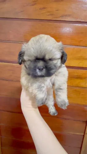 Filhote Shih Tzu Macho