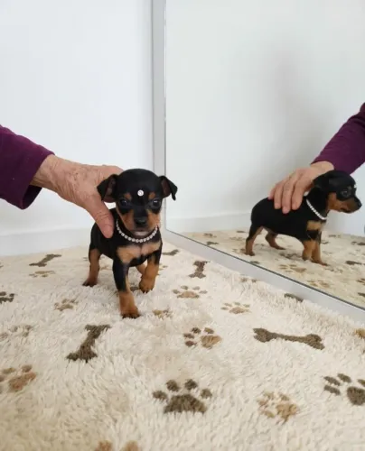 Filhotes de Pinscher Cheios de Alegria Esperando por Você!