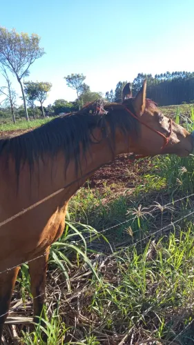 Cavalo Criolo 