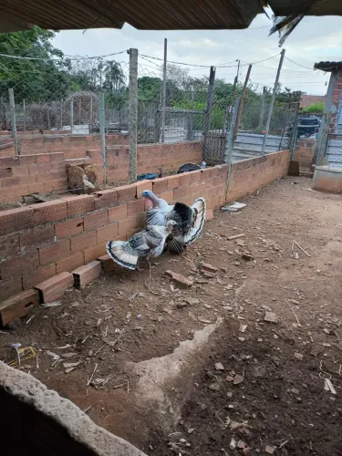 Venda de perus 500 o casal 