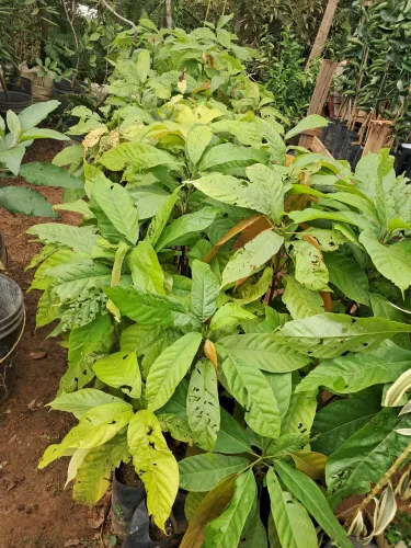 Mudas frutíferas em Dona Euzébia MG 