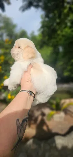 Shih-tzu Branco e Areia - Baby Top